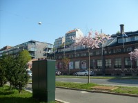 Kirsebærtre i Kjølberggata (2009)
